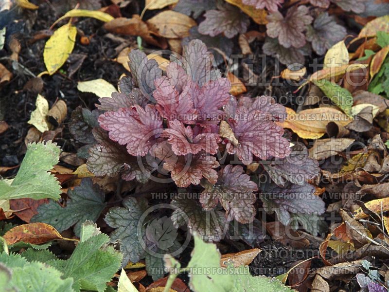 Heuchera Peach Flambe (Coral Bells) 2 