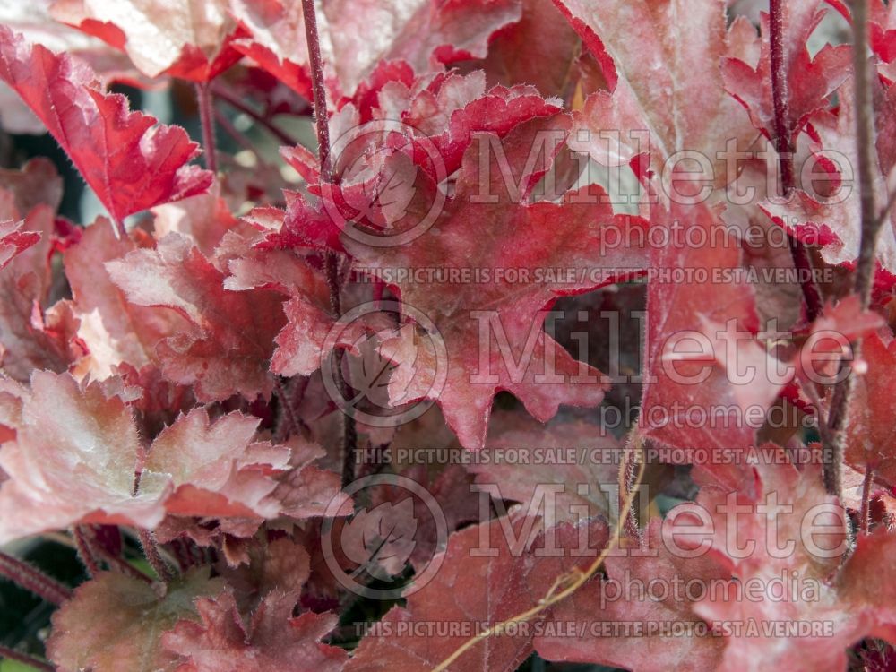 Heuchera Peach Flambe (Coral Bells) 4 