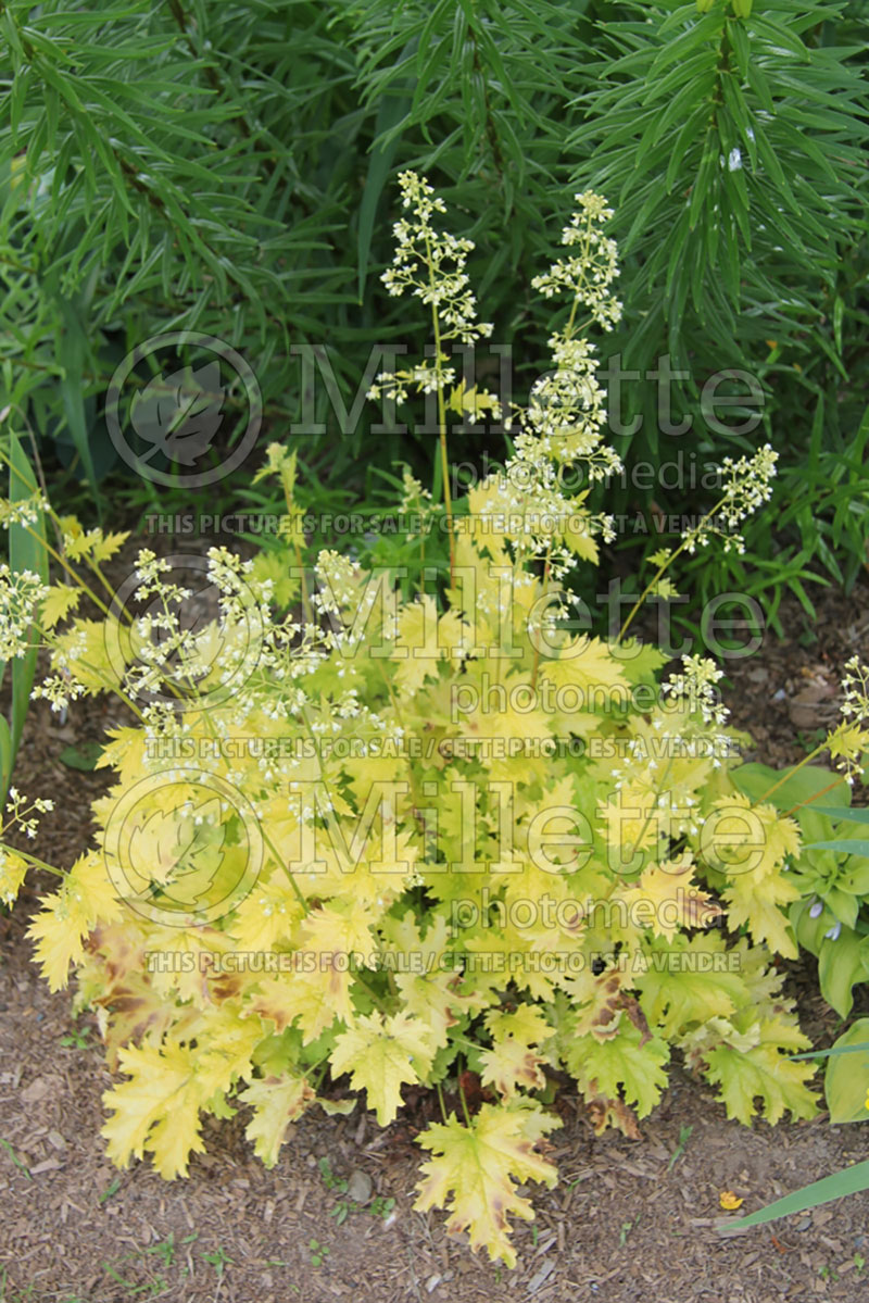 Heuchera Pear Crisp (Coral Bells) 1 