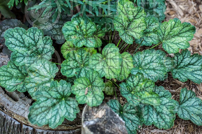 Heuchera Peppermint Spice (Coral Bells) 2 