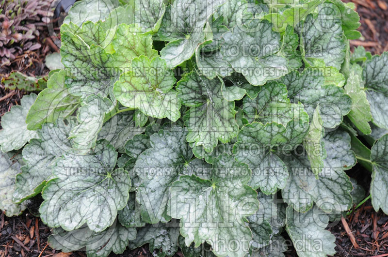 Heuchera Peppermint Spice (Coral Bells) 1 