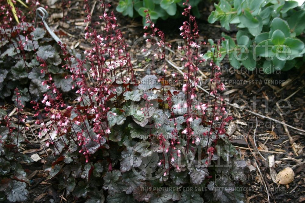 Heuchera Petite Pearl Fairy (Coral Bells) 1