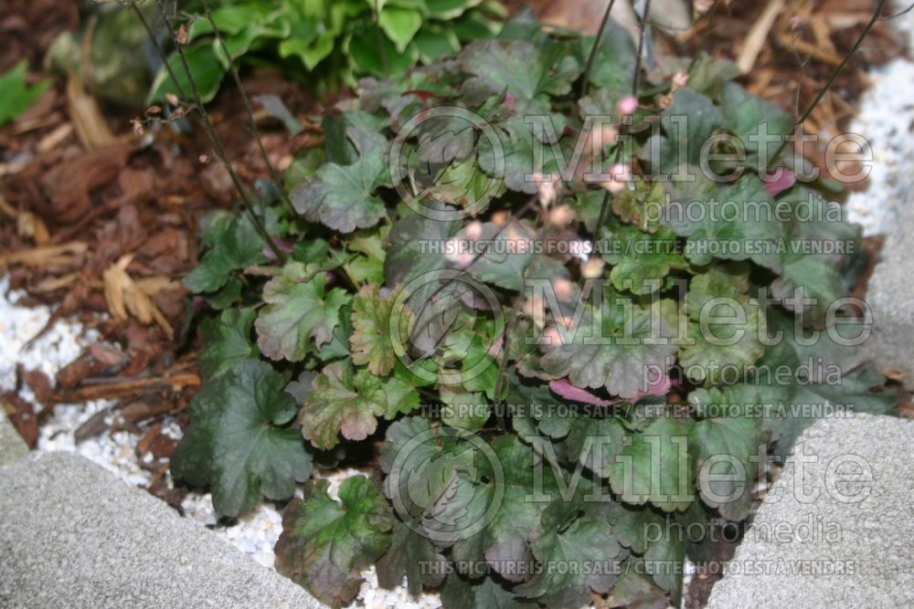 Heuchera Petite Pearl Fairy (Coral Bells) 4