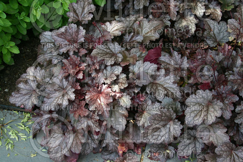 Heuchera Plum Pudding (Coral Bells) 1