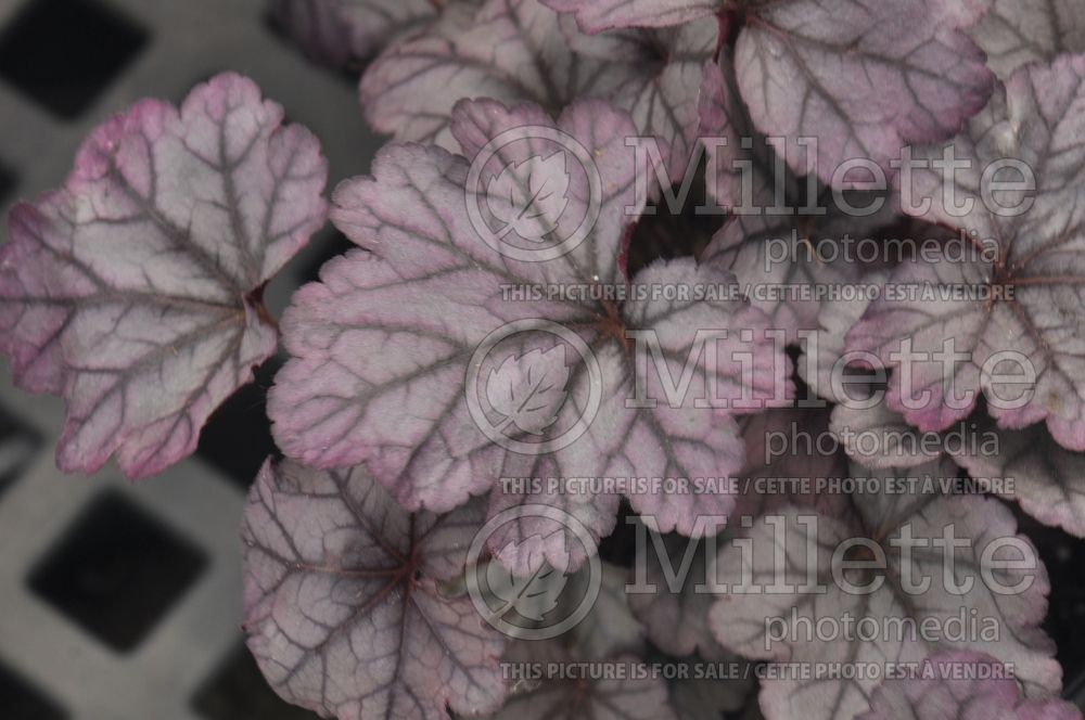 Heuchera Plum Royale (Coral Bells) 1