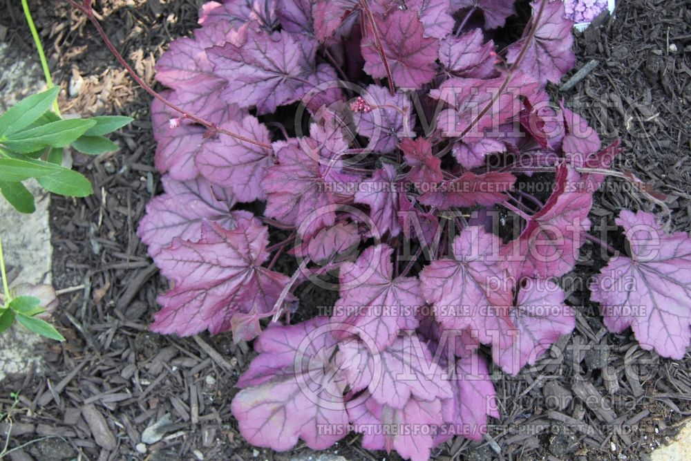 Heuchera Primo Wild Rose (Coral Bells) 1 