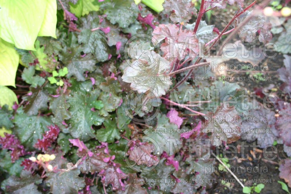 Heuchera Prince (Coral Bells) 1