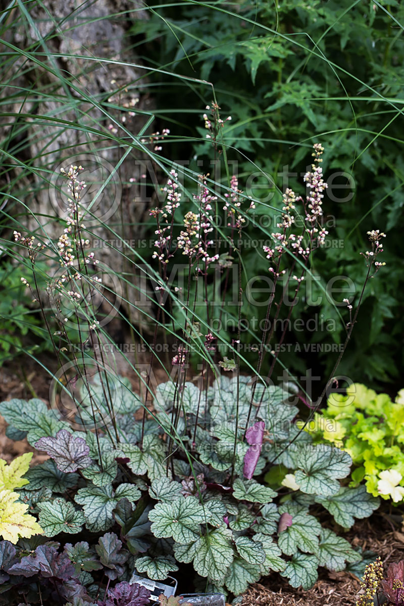 Heuchera Prince of Silver (Coral Bells) 2