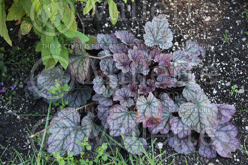 Heuchera Prince of Silver (Coral Bells) 1