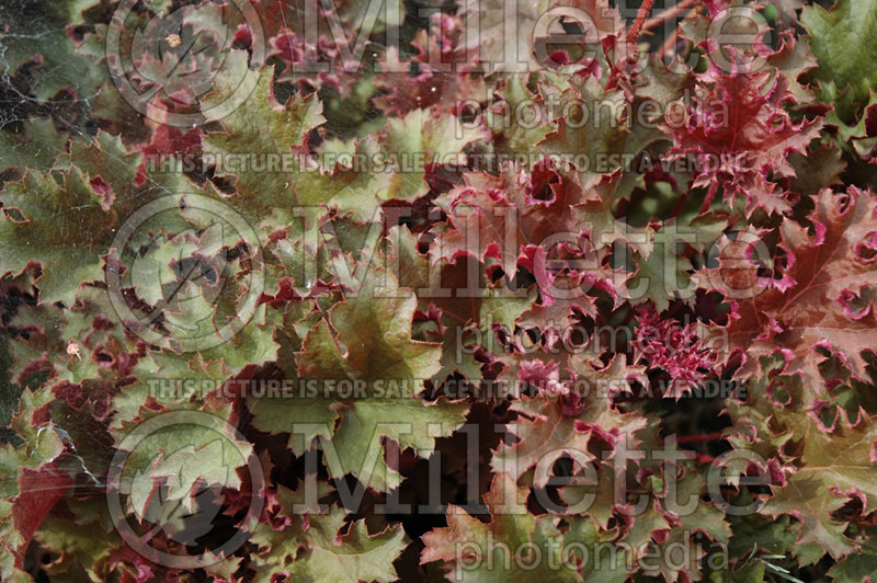 Heuchera Purple Petticoats (Coral Bells) 1 