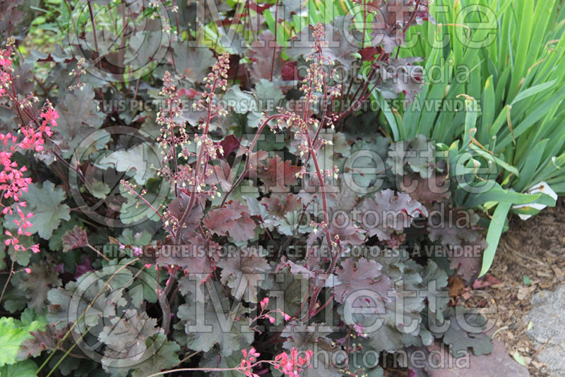 Heuchera Purple Petticoats (Coral Bells) 2 