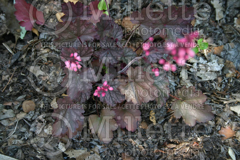 Heuchera Raspberry Ice (Coral Bells) 1