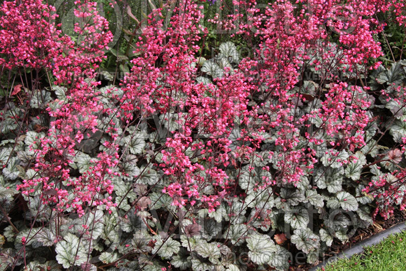 Heuchera Rave On (Coral Bells) 3 