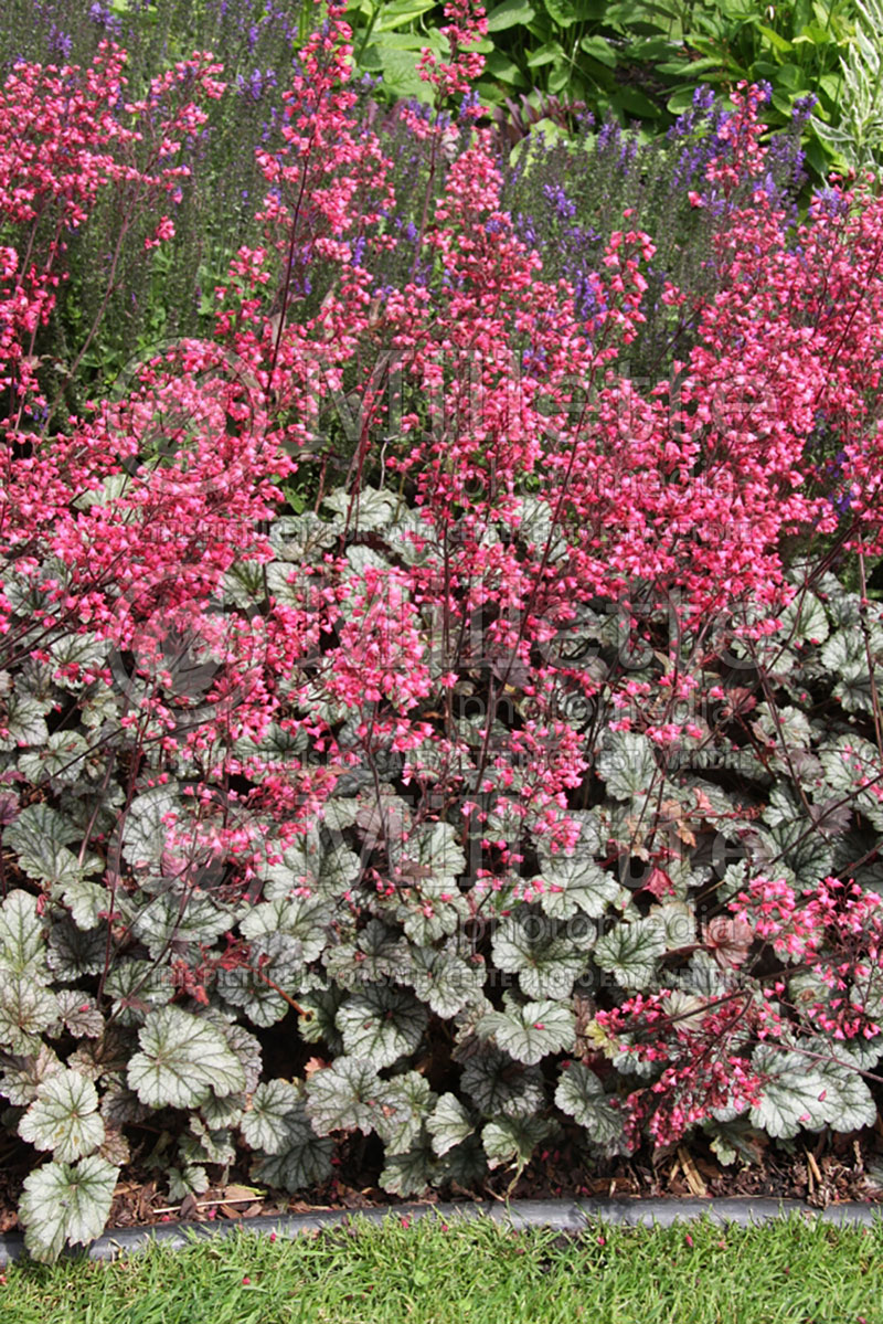 Heuchera Rave On (Coral Bells) 2 