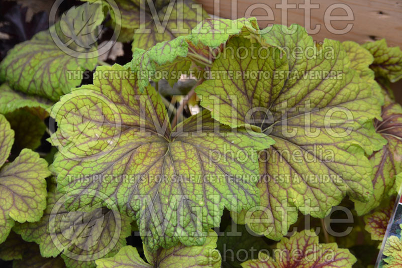 Heuchera Red Lightning (Coral Bells) 2