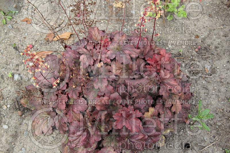 Heuchera Root Beer (Coral Bells) 2 