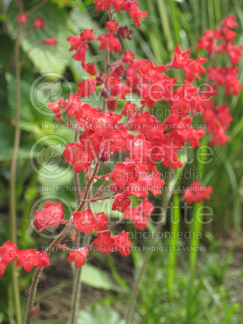 Heuchera Bressingham (Coral Bells) 1