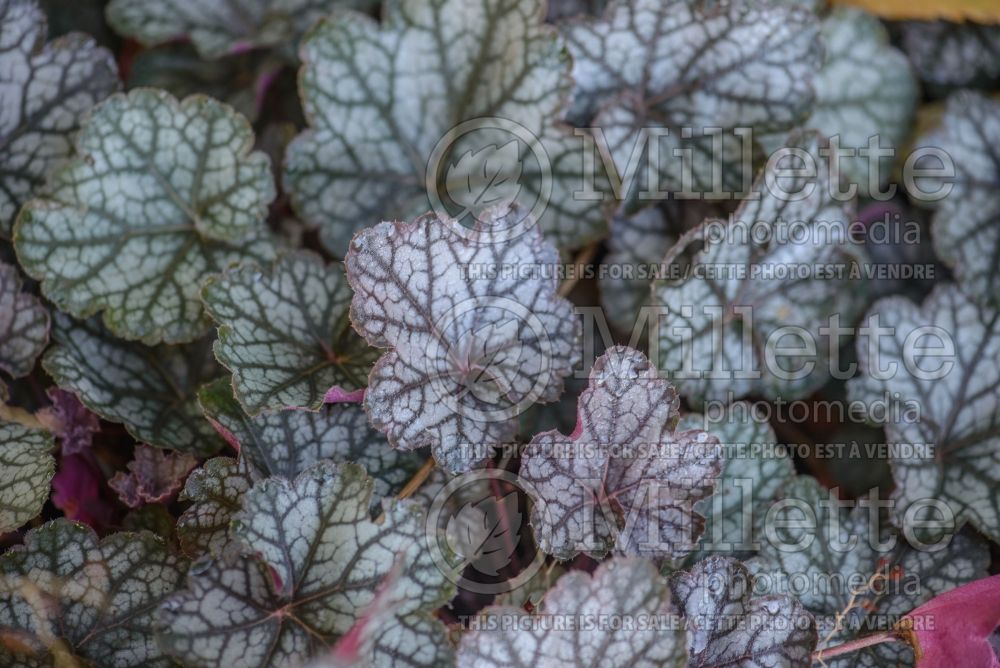 Heuchera Geisha's Fan (Coral Bells) 2