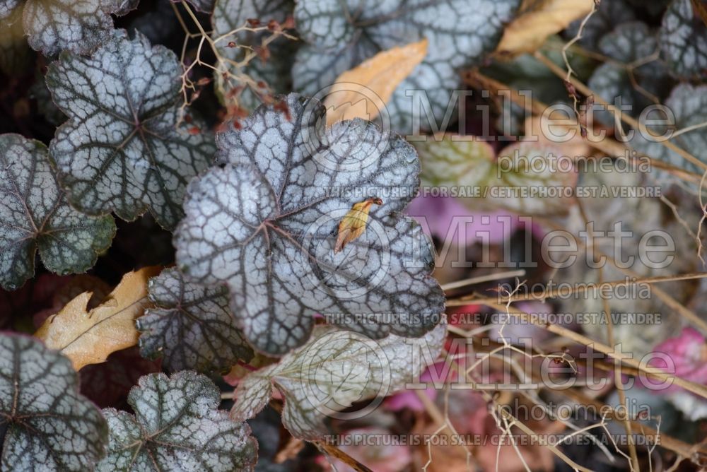 Heuchera Geisha's Fan (Coral Bells) 3