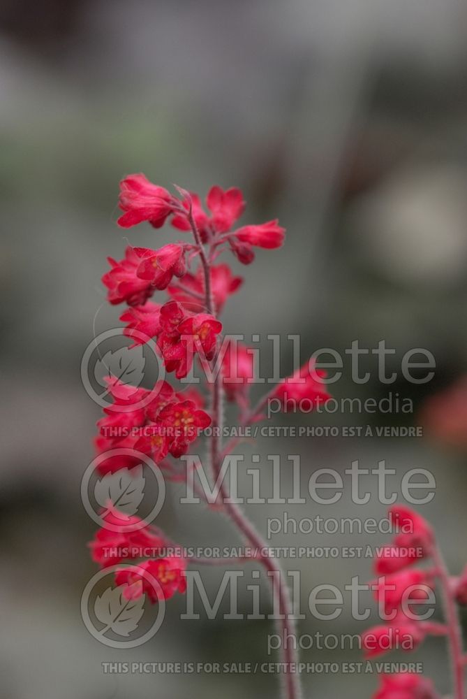 Heuchera Ruby Bells (Coral Bells) 1