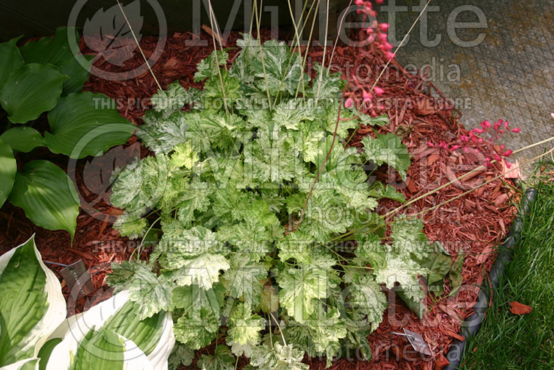 Heuchera Snow Angel (Coral Bells) 2 