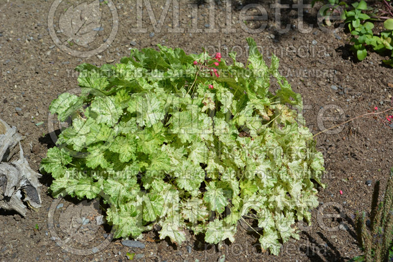 Heuchera Snow Angel (Coral Bells) 1 