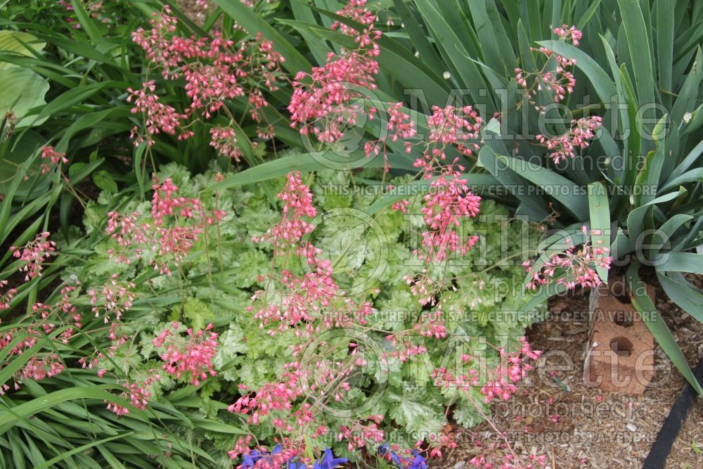 Heuchera Snow Angel (Coral Bells) 3 