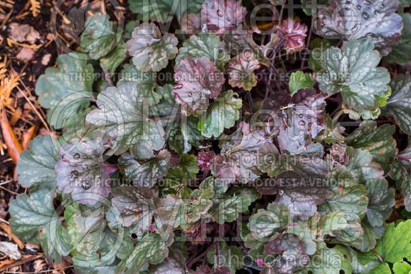 Heuchera Saturn (Coral Bells) 1 