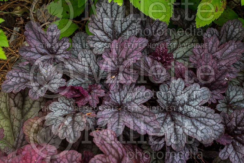 Heuchera Shanghai (Coral Bells) 3 