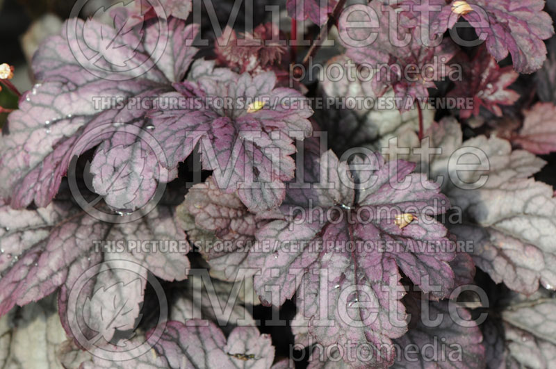 Heuchera Shanghai (Coral Bells) 1 