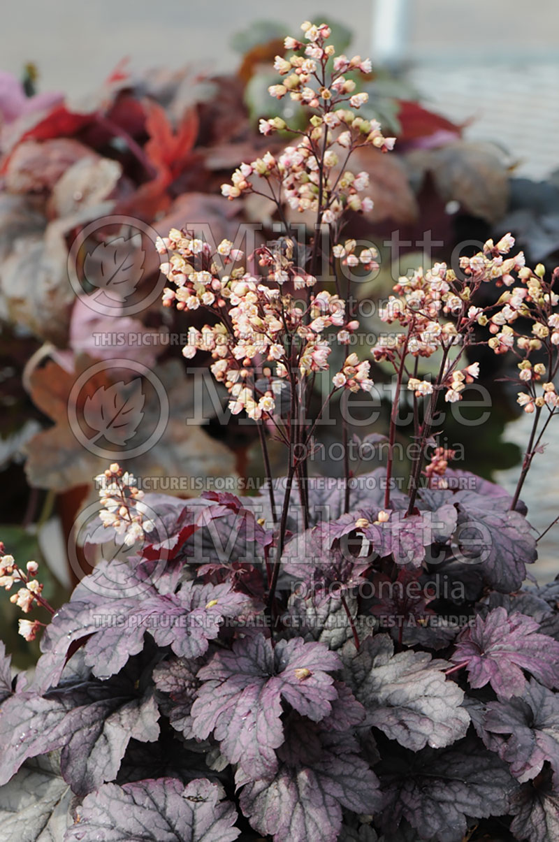 Heuchera Shanghai (Coral Bells) 2 