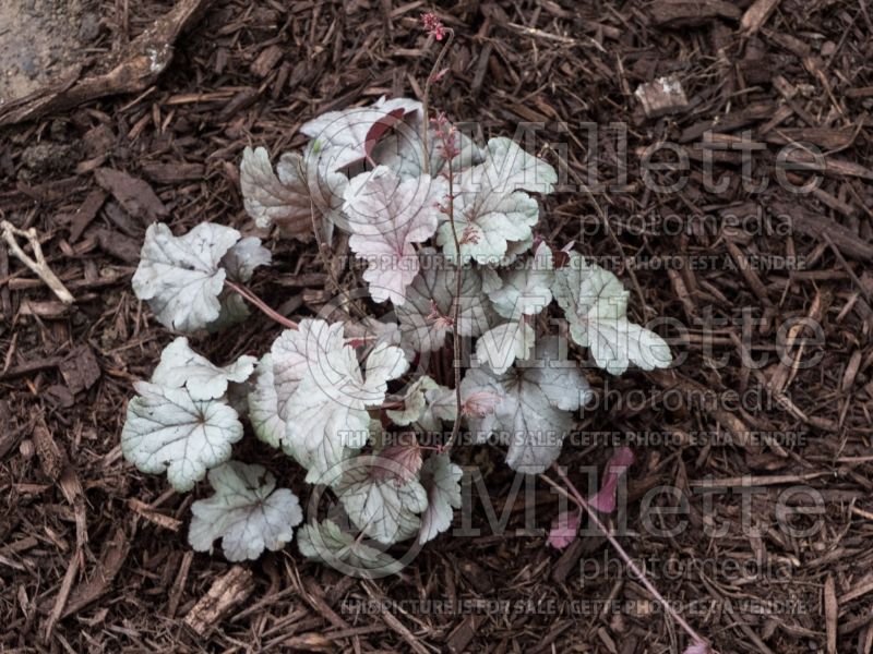 Heuchera Dolce Silver Gumdrop (Coral Bells) 1 