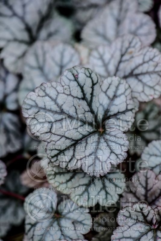 Heuchera Silver Scrolls (Coral Bells) 2 