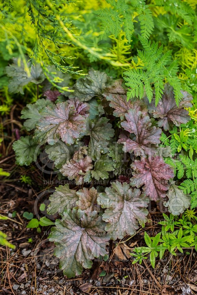 Heuchera Smokey Rose (Coral Bells) 1 