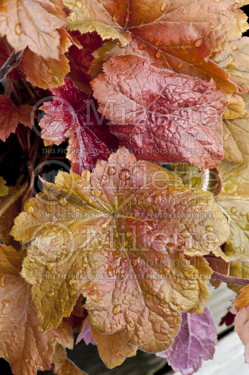 Heuchera Southern Comfort (Coral Bells)  4