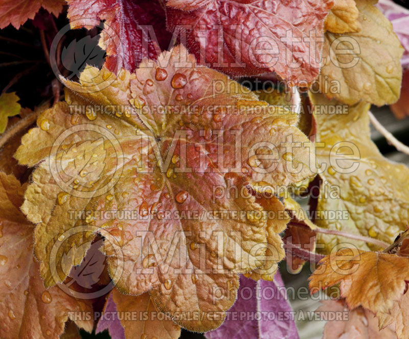 Heuchera Southern Comfort (Coral Bells)  5