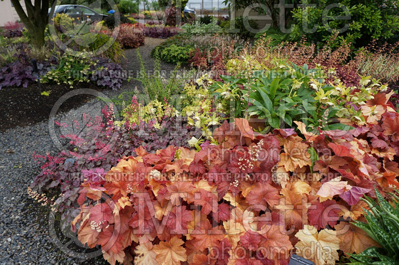 Heuchera Southern Comfort (Coral Bells)  6