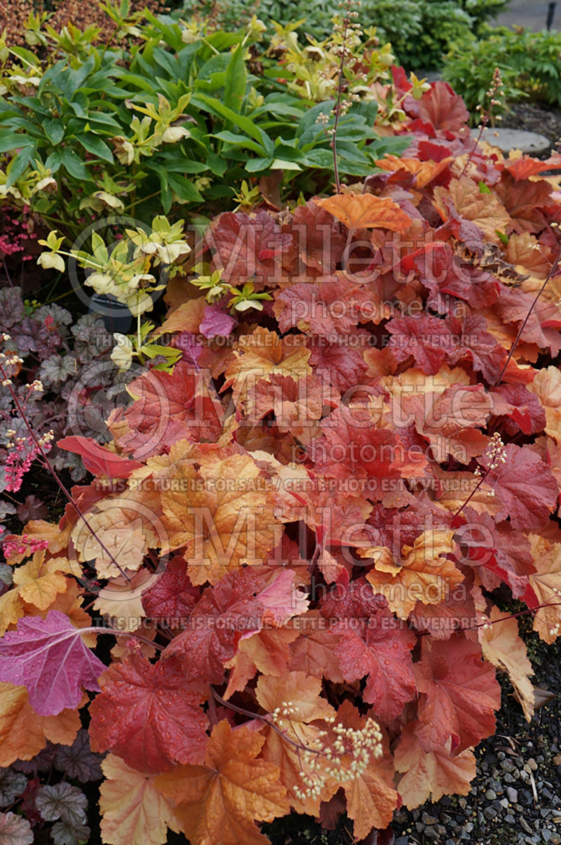 Heuchera Southern Comfort (Coral Bells)  7