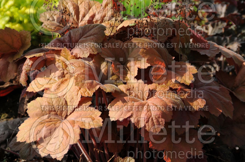 Heuchera Southern Comfort (Coral Bells) 2 