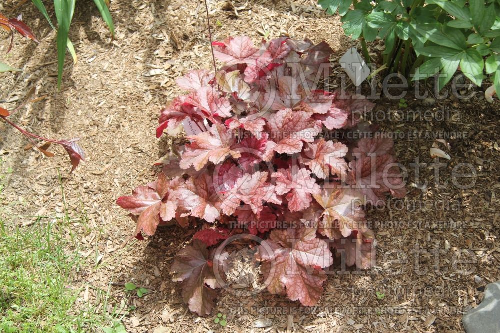 Heuchera Sparkling Burgundy (Coral Bells)  1 