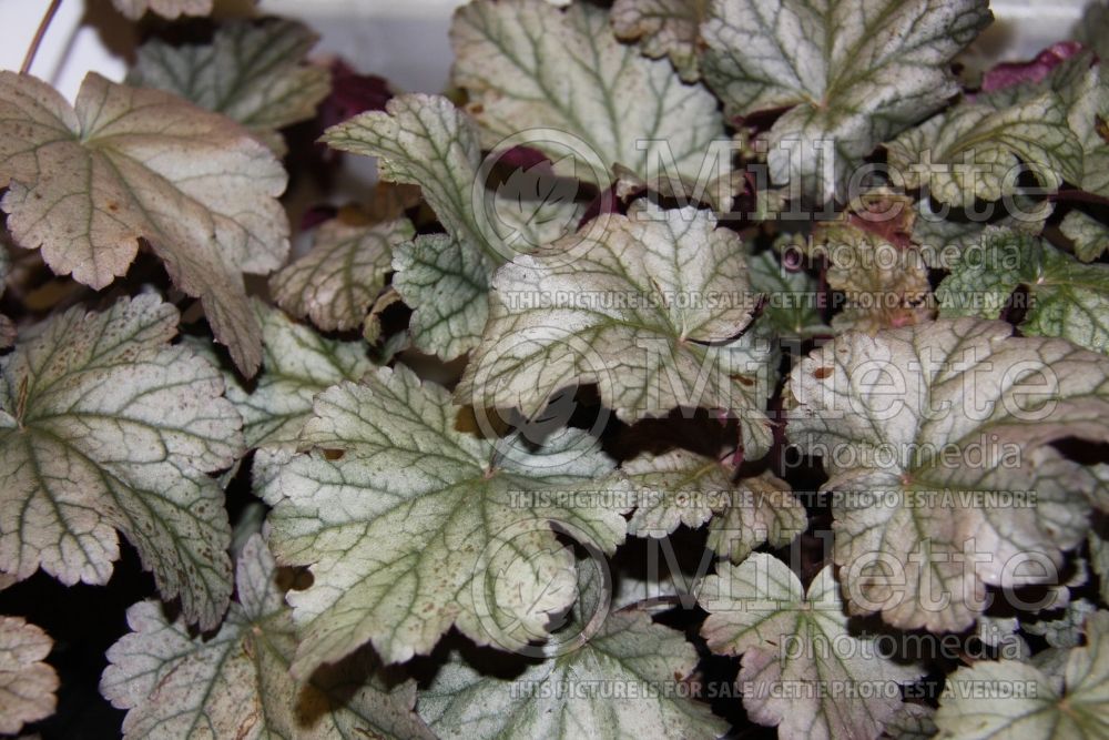 Heuchera Stainless Steel (Coral Bells) 1 