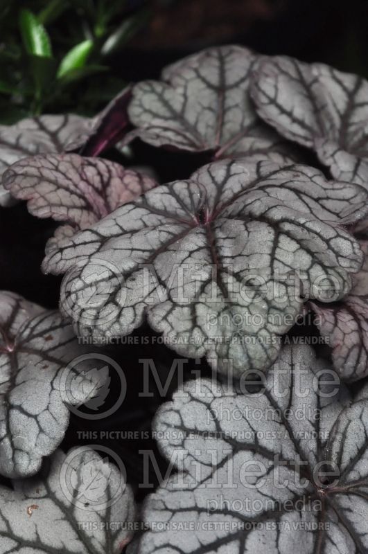 Heuchera Sugar Plum (Coral Bells)  3 