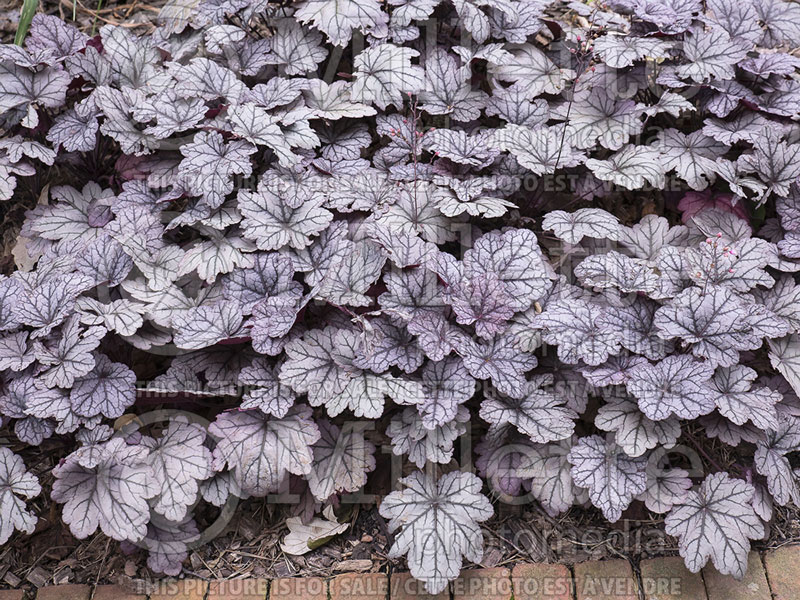 Heuchera Sugar Plum (Coral Bells)  2 