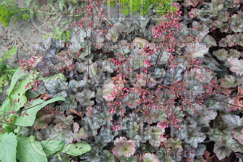 Heuchera Swirling Fantasy (Coral Bells) 2 