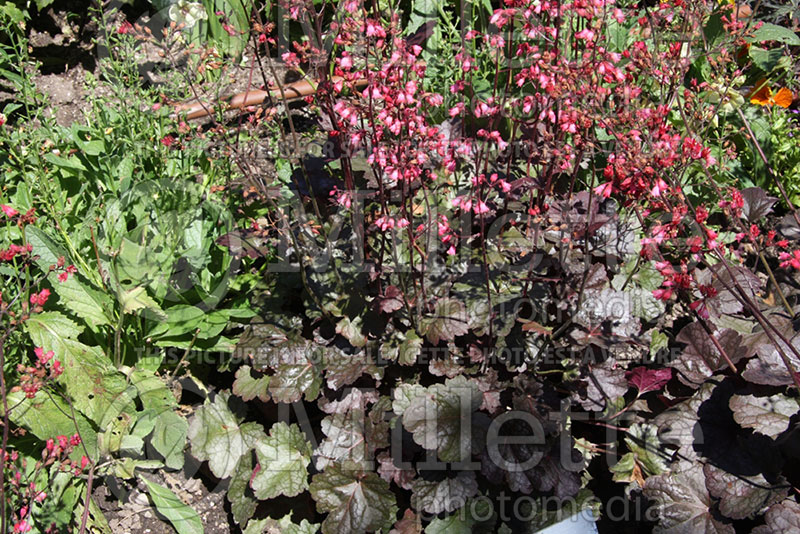 Heuchera Swirling Fantasy (Coral Bells) 1