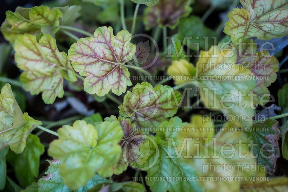 Heuchera Tokyo (Coral Bells) 2 