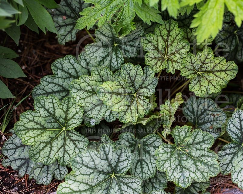 Heuchera Venus (Coral Bells) 1 