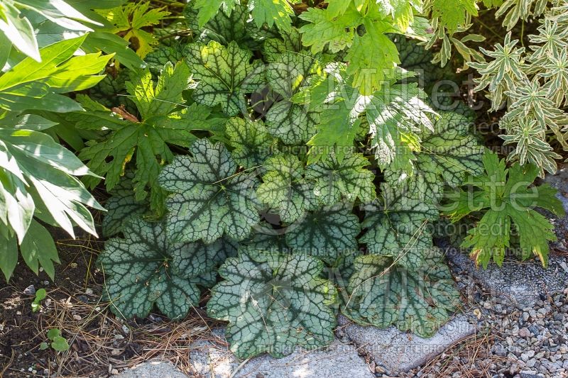 Heuchera Venus (Coral Bells) 2 