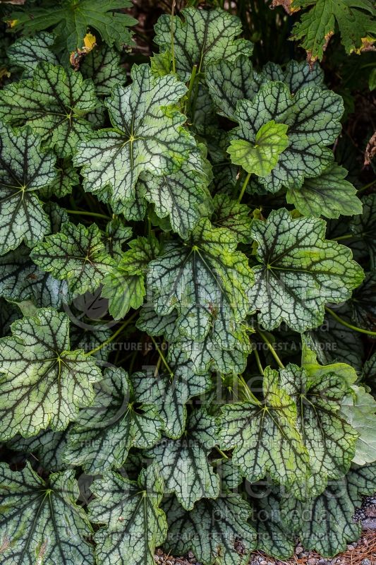 Heuchera Venus (Coral Bells) 3 