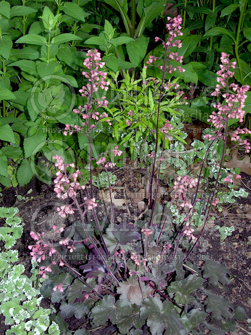 Heuchera Vesuvius (Coral Bells) 3 